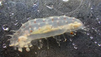 Media type: image;   Invertebrate Zoology 153394 Description: Live specimen.;
